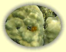 IMG_2007_05_25 16_27_10 * 2272 x 1704 * (402KB)